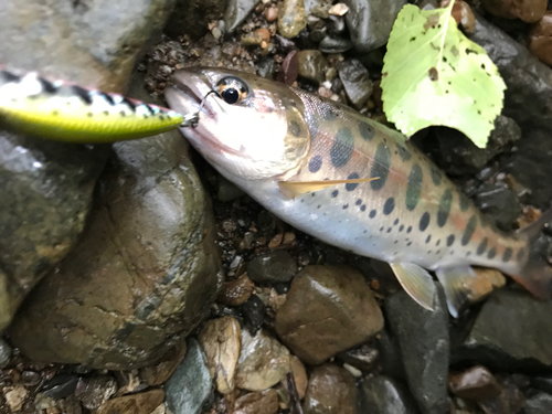 ヤマメの釣果