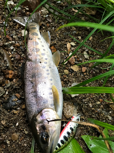 ヤマメの釣果