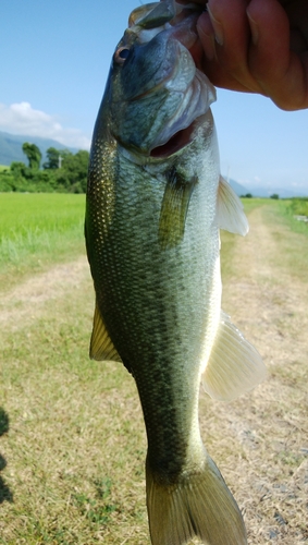 釣果