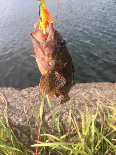 アラカブの釣果