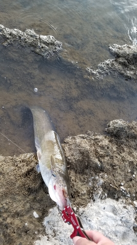 ナマズの釣果