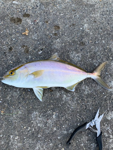 ショゴの釣果