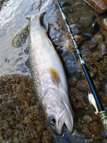 イワナの釣果