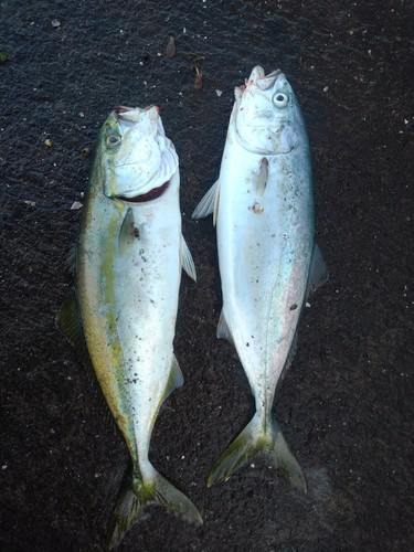 ショッコの釣果