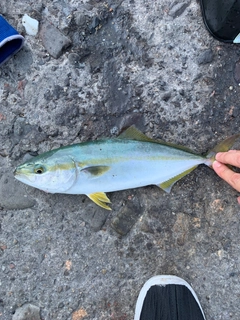 ツバスの釣果