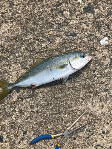 ワラサの釣果