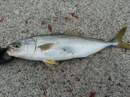 ツバスの釣果