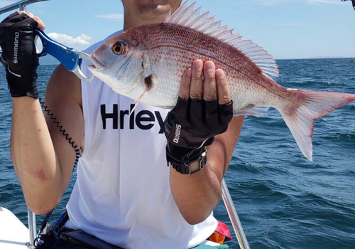 タイの釣果