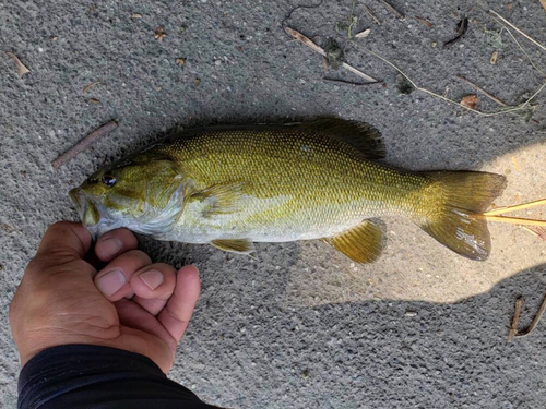 スモールマウスバスの釣果