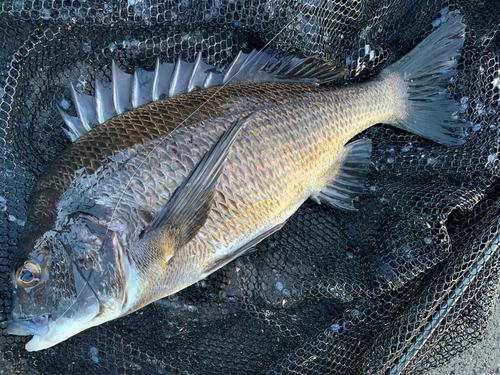 チヌの釣果