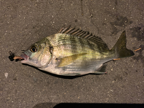 チヌの釣果