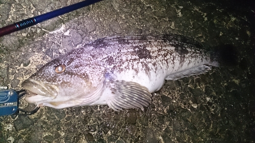 アブラコの釣果