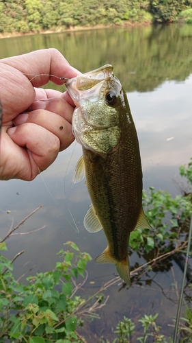 釣果