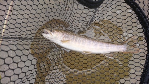 イワナの釣果