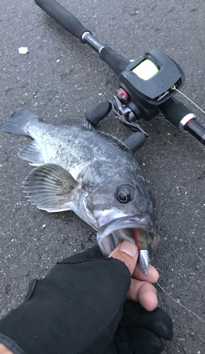 クロソイの釣果