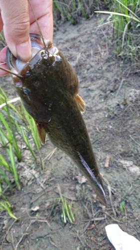 ナマズの釣果