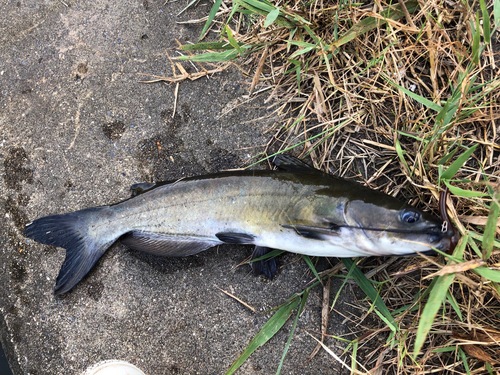 アメリカナマズの釣果