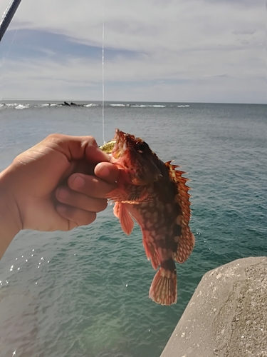 アラカブの釣果