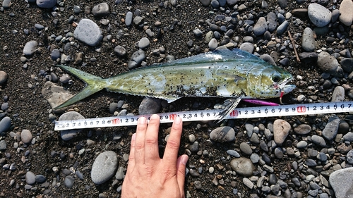 シイラの釣果