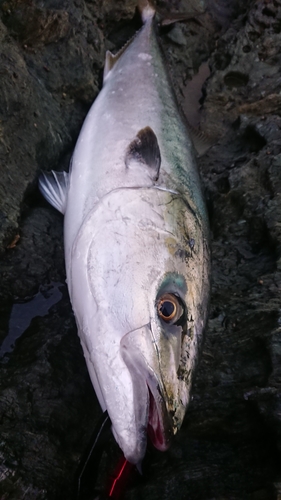 ブリの釣果