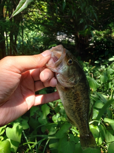 ラージマウスバスの釣果