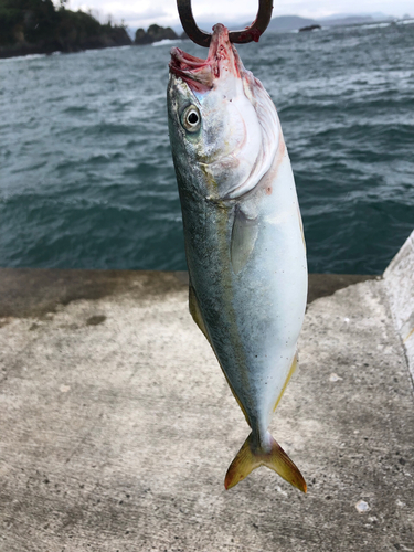 ショゴの釣果