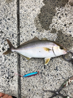 ショゴの釣果