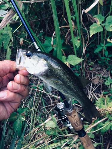 ラージマウスバスの釣果