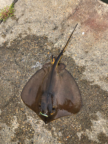 アカエイの釣果