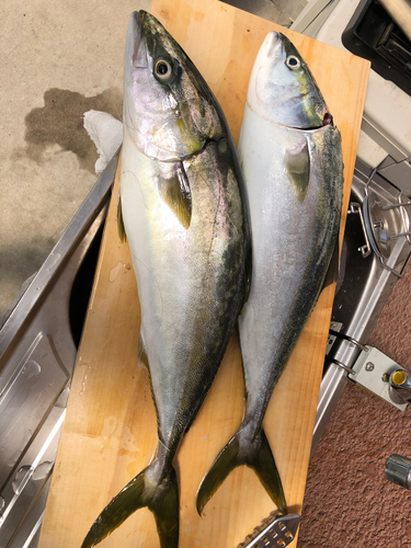 ハマチの釣果