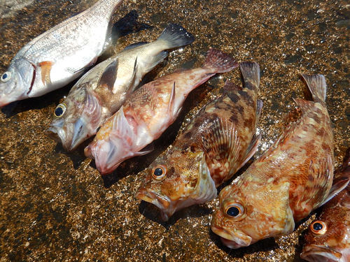 メバルの釣果