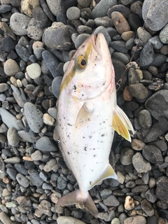 ショゴの釣果