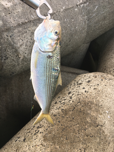 コノシロの釣果