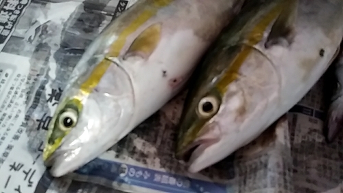 ツバスの釣果