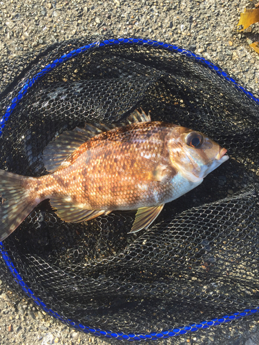 メイチダイの釣果