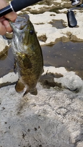 スモールマウスバスの釣果