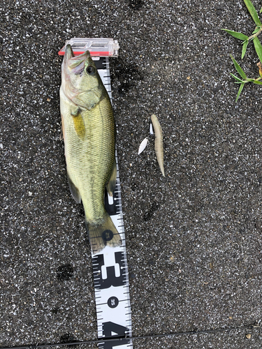 ブラックバスの釣果