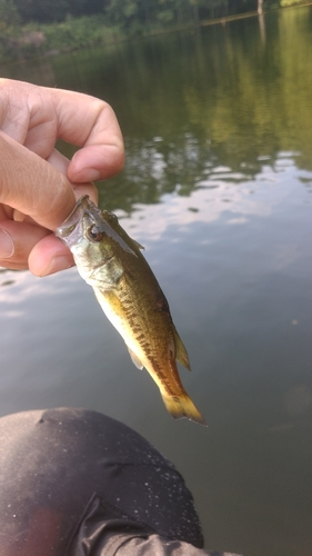 ラージマウスバスの釣果