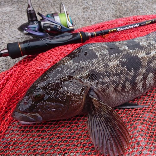 アイナメの釣果