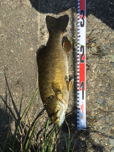 スモールマウスバスの釣果