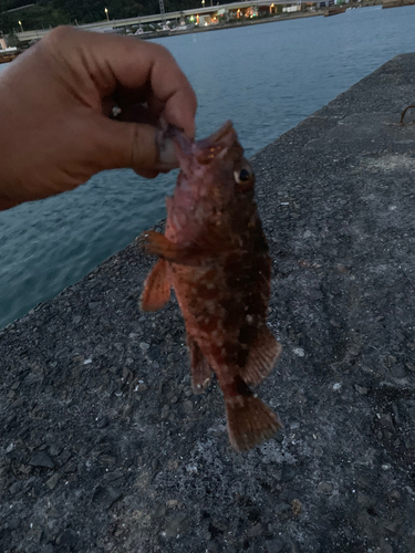 カサゴの釣果