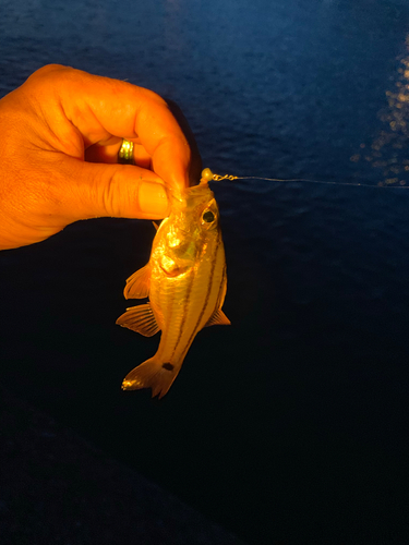 キンギョの釣果