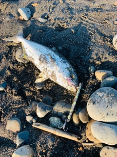 ショゴの釣果