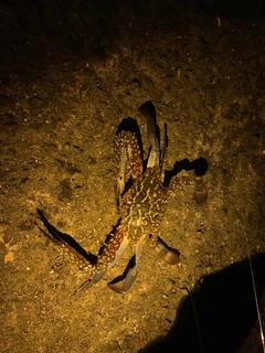 ワタリガニの釣果