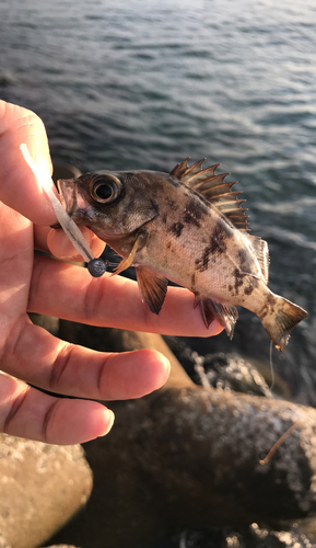 メバルの釣果