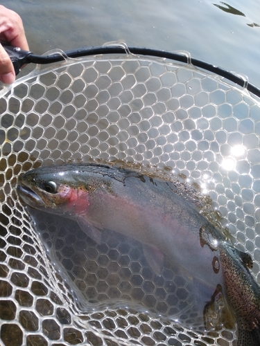 ニジマスの釣果