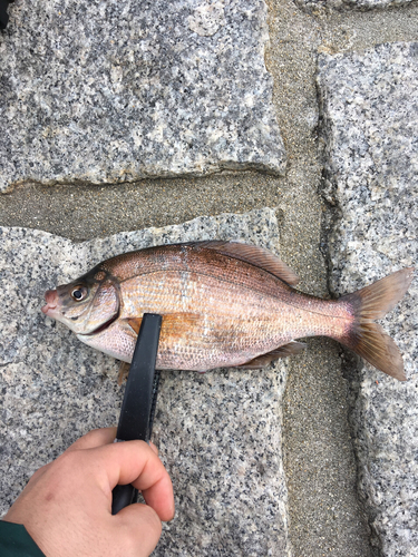 ウミタナゴの釣果