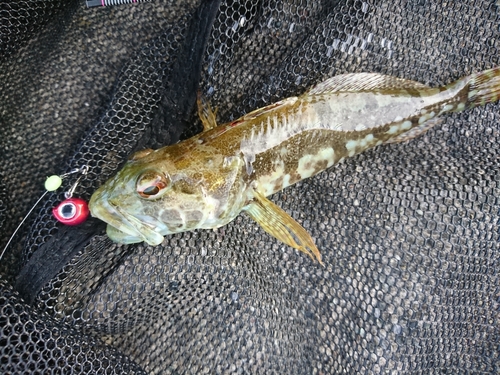 アナハゼの釣果