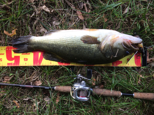 ラージマウスバスの釣果