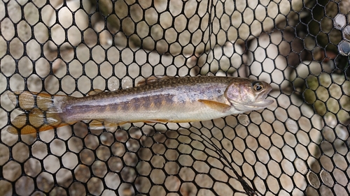 イワナの釣果